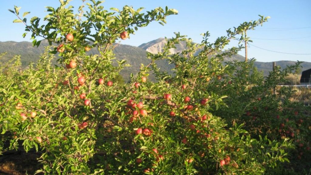 Organic SweeTango®️ Apples at Chelan Ranch - Farm to Door Delivery